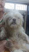 Shih Tzu Mixed Adult - Shih Tzu + Terrier Dog