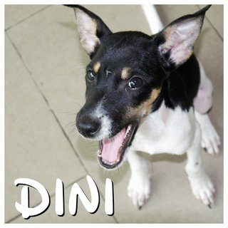 Dini &amp; Dino  - Mixed Breed Dog