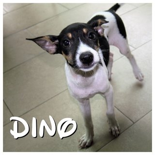 Dini &amp; Dino  - Mixed Breed Dog