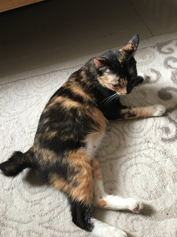 Chantel - Domestic Medium Hair Cat