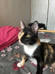 Chantel - Domestic Medium Hair Cat