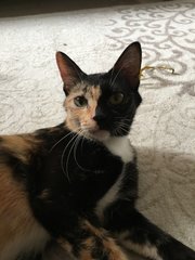 Chantel - Domestic Medium Hair Cat