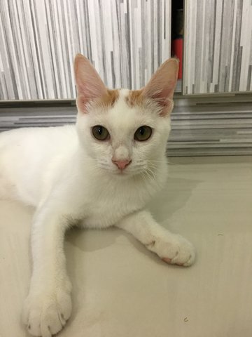 Leo - Domestic Medium Hair Cat