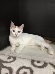 Leo - Domestic Medium Hair Cat
