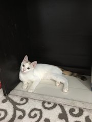 Leo - Domestic Medium Hair Cat