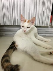 Leo - Domestic Medium Hair Cat