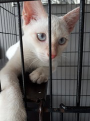 Blue Eyes Fatty 😍 - Domestic Short Hair Cat