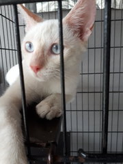 Blue Eyes Fatty 😍 - Domestic Short Hair Cat