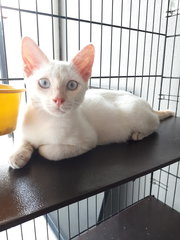 Blue Eyes Fatty 😍 - Domestic Short Hair Cat