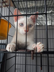 Blue Eyes Fatty 😍 - Domestic Short Hair Cat