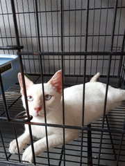 Blue Eyes Fatty 😍 - Domestic Short Hair Cat