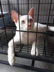 Blue Eyes Fatty 😍 - Domestic Short Hair Cat