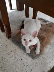 Blue Eyes Fatty 😍 - Domestic Short Hair Cat