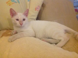 Blue Eyes Fatty 😍 - Domestic Short Hair Cat