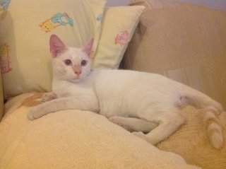 Blue Eyes Fatty 😍 - Domestic Short Hair Cat