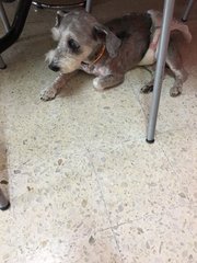 Smokey - Schnauzer + Poodle Dog