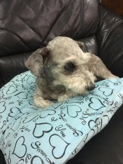 Smokey - Schnauzer + Poodle Dog