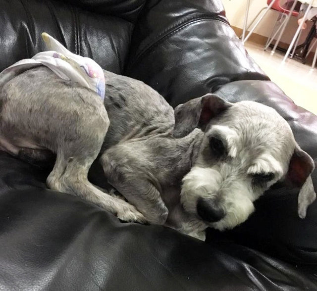 Smokey - Schnauzer + Poodle Dog