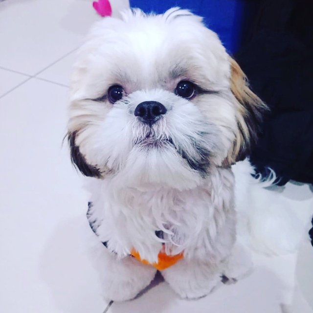 Louis Hamilton - Shih Tzu Dog