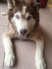 Husky ( Adopted ) - Husky Dog