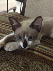 Chip - Snowshoe + Siamese Cat