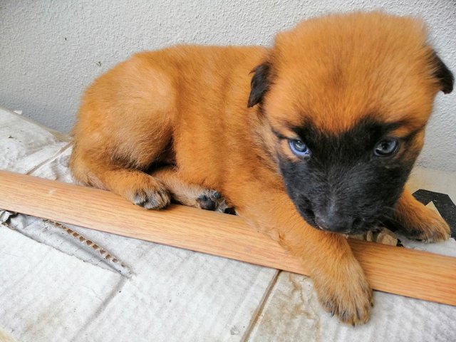 Fatty - Mixed Breed Dog