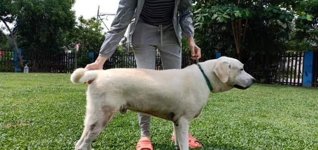 Rainbow - Labrador Retriever Dog