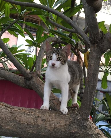 Lufy - Domestic Short Hair Cat