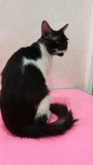 Joker - Domestic Short Hair Cat