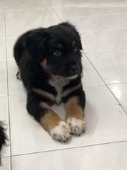 Bobo &amp; Baba - Mixed Breed Dog