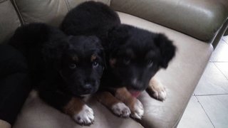 Bobo &amp; Baba - Mixed Breed Dog