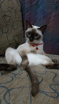 Mimi - Siamese Cat