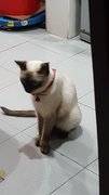 Mimi - Siamese Cat