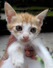 “I am litter-trained, tame and a good kitty. Please give me a good home and vaccinate and neuter m