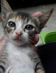 “I am litter-trained, tame and a good kitty. Please give me a good home and vaccinate and neuter m