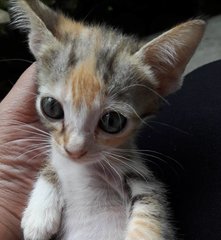 “I am litter-trained, tame and a good kitty. Please give me a good home and vaccinate and neuter m