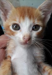 “I am litter-trained, tame and a good kitty. Please give me a good home and vaccinate and neuter m