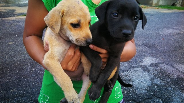 2 Cute Male Puppies @ Galena, Seremban - Mixed Breed Dog