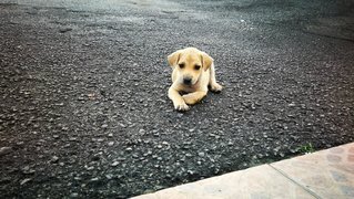 2 Cute Male Puppies @ Galena, Seremban - Mixed Breed Dog