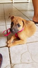 Mia - Mixed Breed Dog