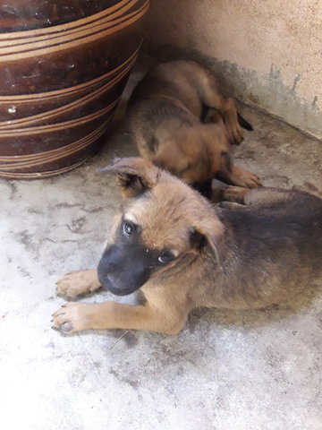 Mixed German Shepherd - German Shepherd Dog Mix Dog