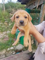 Puppy 4, Male