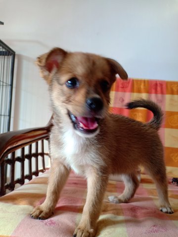 Brown - Mixed Breed Dog