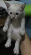 i'm the female siamese kitten (when she was 1 month) 