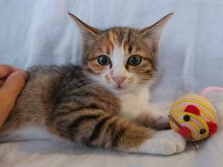 Miss Meow Meow And Mr Snuggles - Calico + Domestic Medium Hair Cat