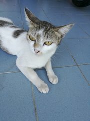 PF90405 - Domestic Short Hair Cat