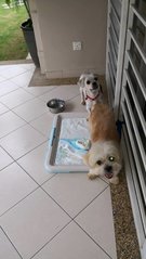 Shih Tzu Mixed X 2 - Shih Tzu + Terrier Dog