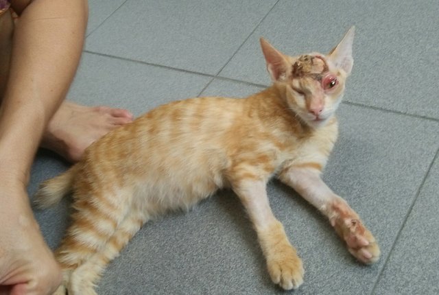 Hockey - Domestic Short Hair Cat