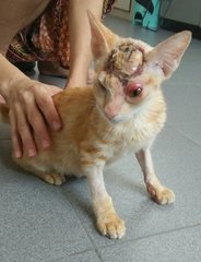 Hockey - Domestic Short Hair Cat