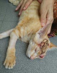 Hockey - Domestic Short Hair Cat